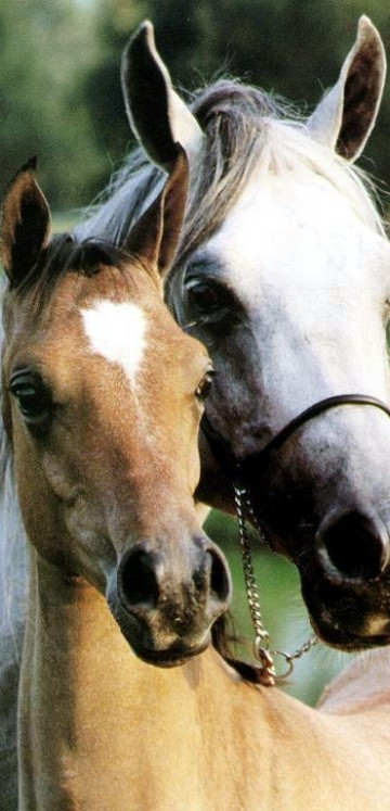 tapety konie (95).jpg