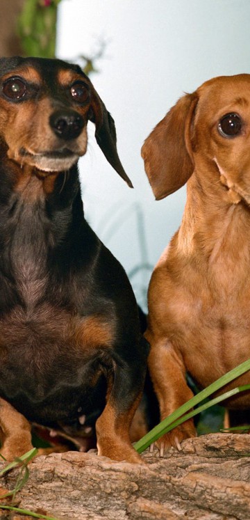 Winston and Maggie, Dachshunds.jpg