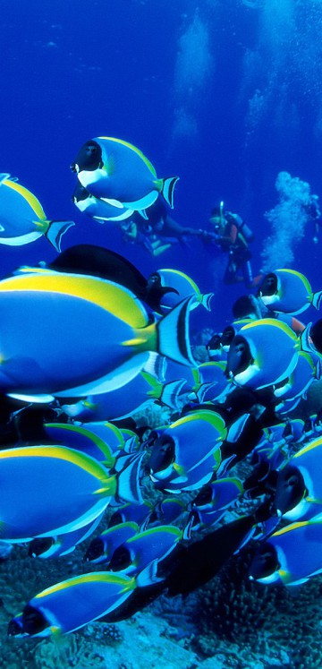 Powder Blue Tangs.jpg