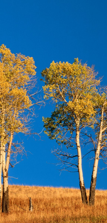 Autumn Aspen Trees and Sunset, Yellowstone National Park, Wyoming.jpg