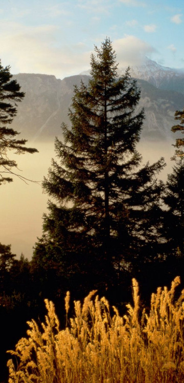 Twilight In The Woods, Valais, Switzerland.jpg