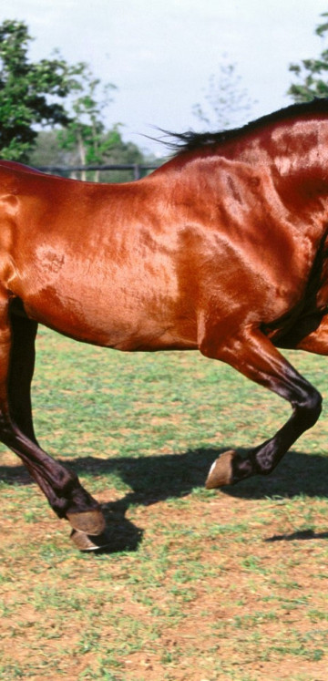 konie (17).jpg