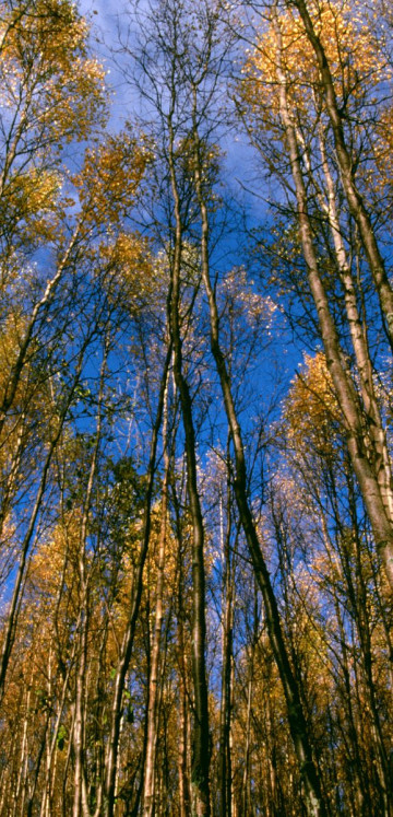 Autumn Aspens, Hidden Lake, Alaska.jpg