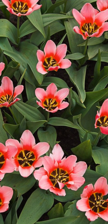 Tulipany (28).jpg