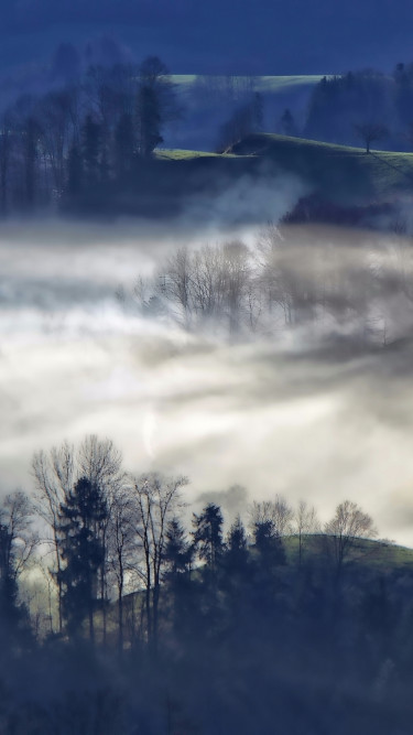 Mgła nad doliną w lesie