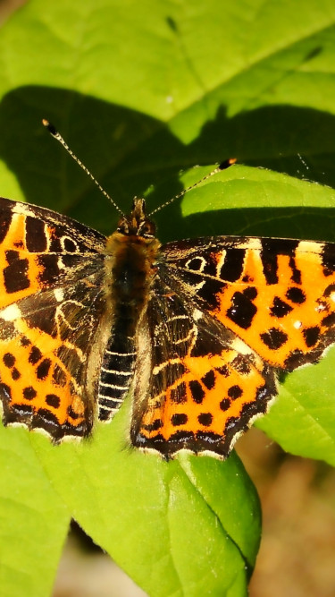 Rusałka kratkowiec forma wiosenna