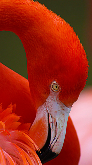 Flamingo głowy