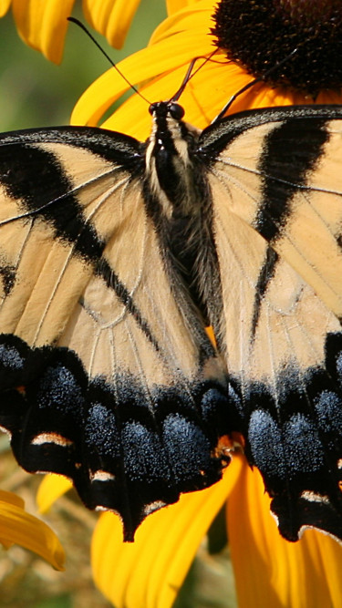 Motyl (2)