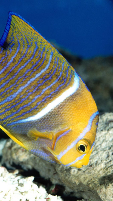 King Angelfish.jpg