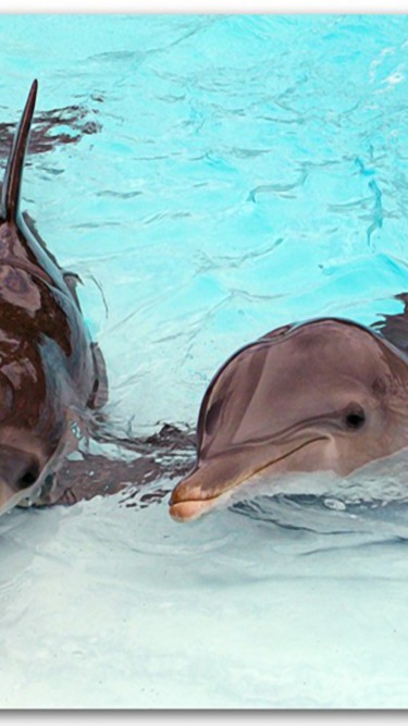 tapety delfiny (26).jpg