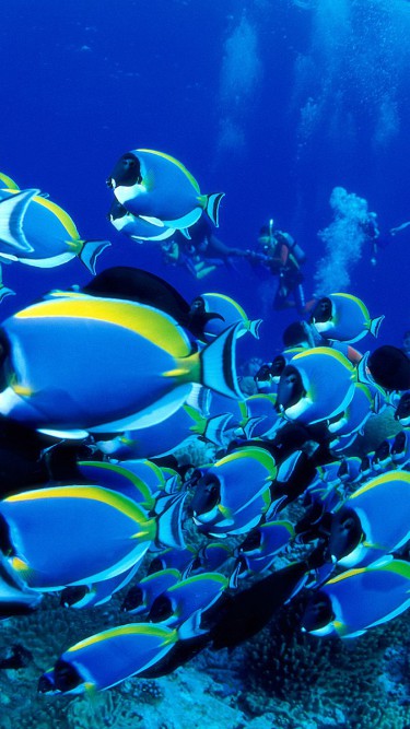 Powder Blue Tangs.jpg