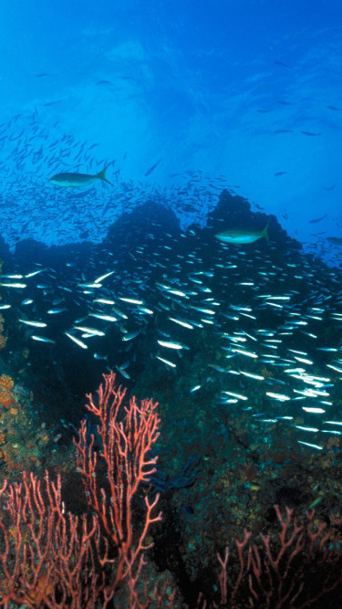 Los Roques Reef, Venezuela.jpg