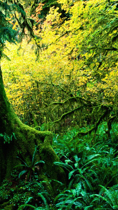 Hoh Rainforest, Olympic National Park, Washington.jpg