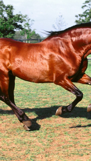 konie (17).jpg