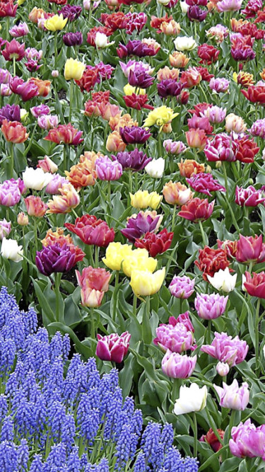 Tulipany (58).jpg