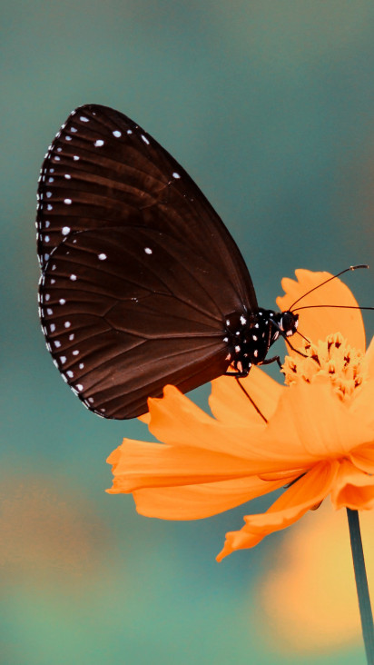 Motyl spija nektar z pomarańczowego kwiatka