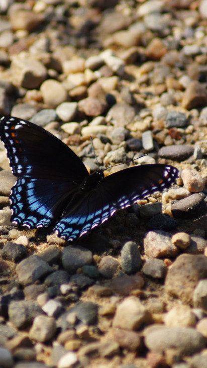 Motyl błękitno-czarny na kamieniach