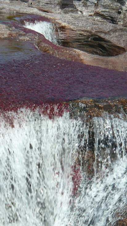 Caño Cristales