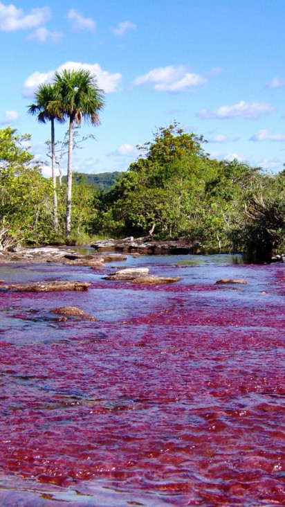 Caño Cristales