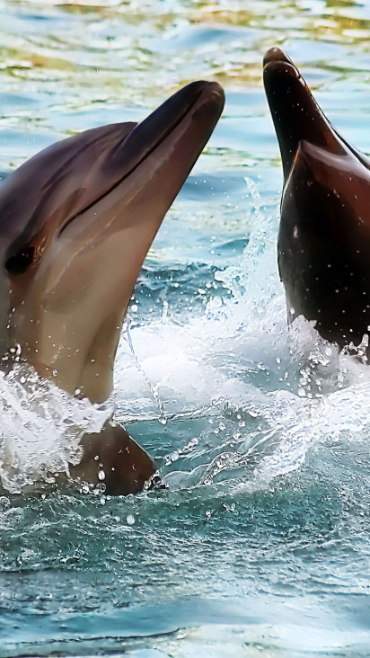 tapety delfiny (33).jpg