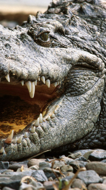 krokodyl (11).jpg