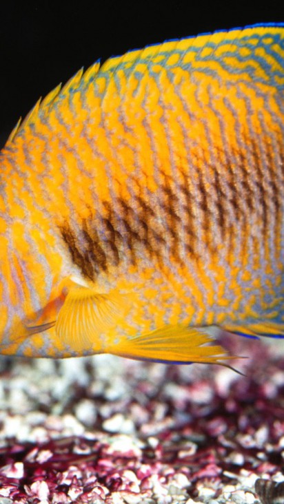 Potter's Angelfish.jpg