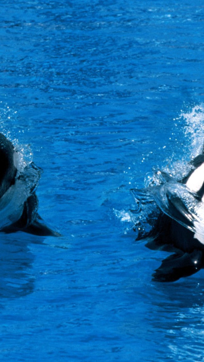 Treading Water, Killer Whale.jpg