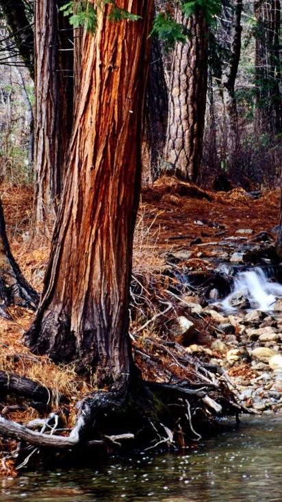 Yosemite Creek Cedars, California.jpg