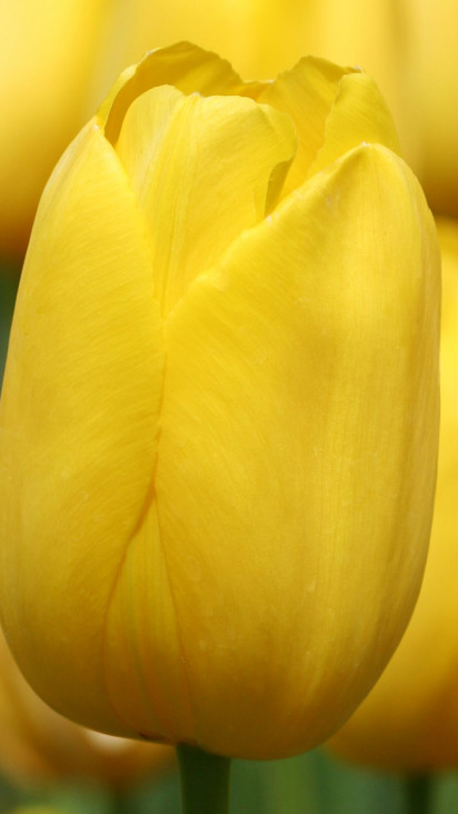 Tulipany (8).jpg