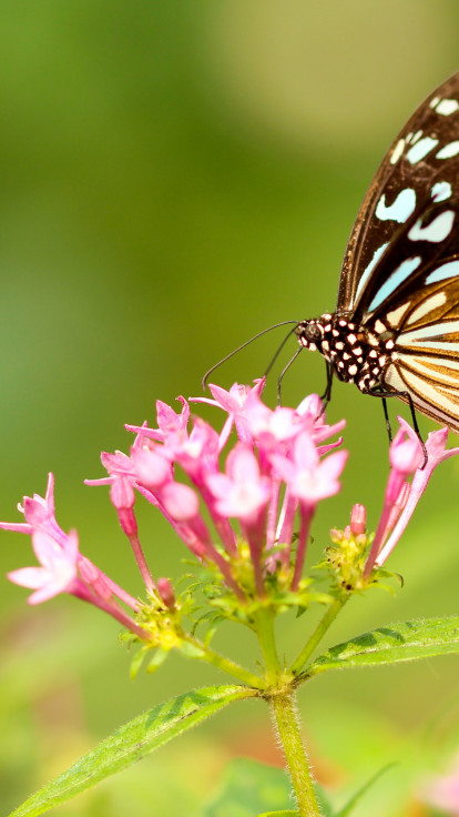 Motyl, Piękny, Spija nektar z różowego kwiatka