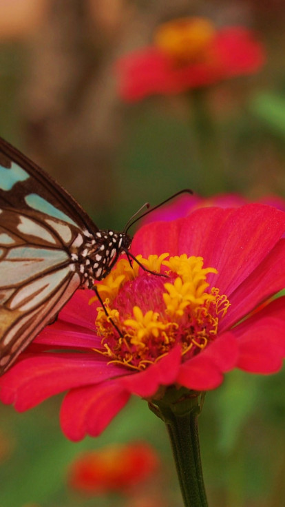 Motyl i kwiat Cynia
