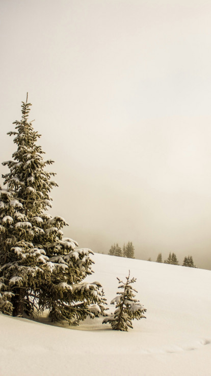 Stok, zima, śnieg i drzewo
