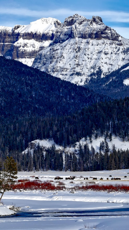 Krajobraz górski w Yellowstone