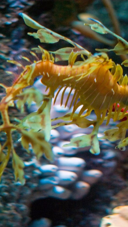 leafy sea dragon