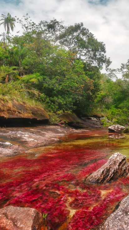 Caño Cristales