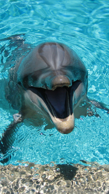 Delfiny tapety 21