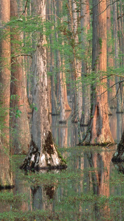 Cypress Trees, South Carolina.jpg