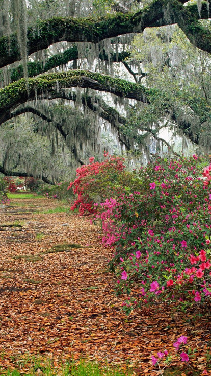 Rhododendrons and Live Oaks, Magnolia Plantation, Charleston, South Carolina.jpg