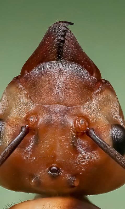 Królowa mrówek