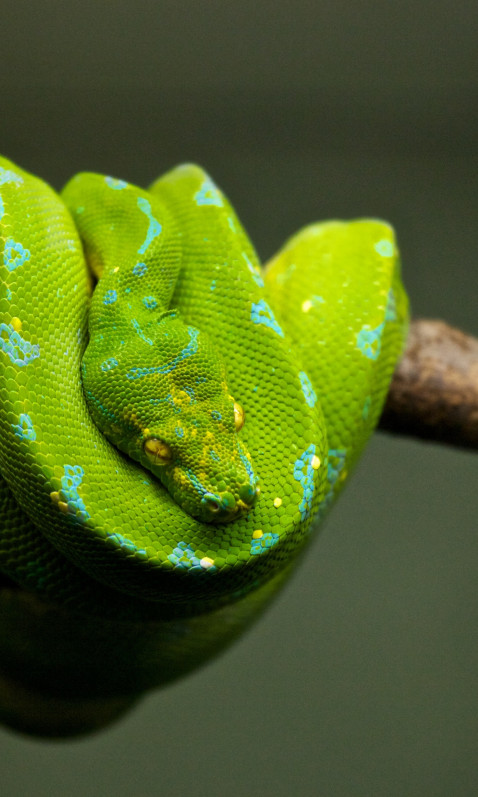 Wąż zielony w niebieskie plamy