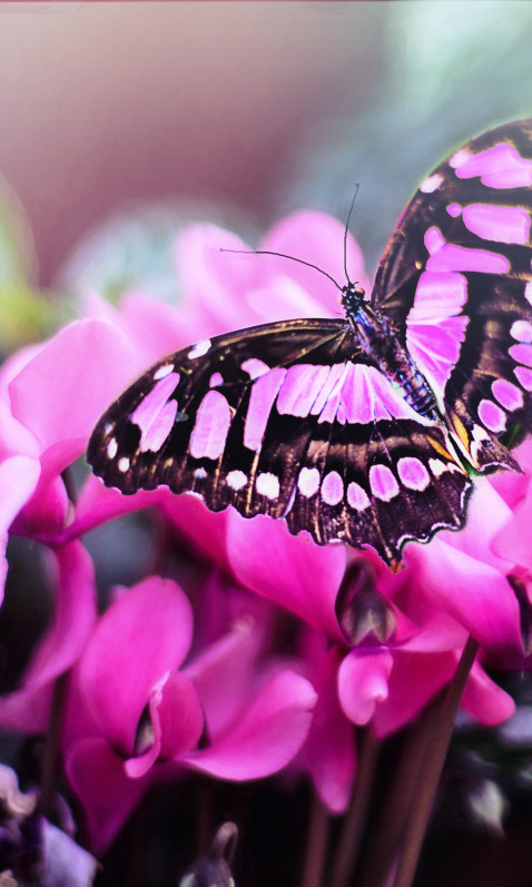 Motyl w ogrodzie, różowy, w makro, na kwiatach
