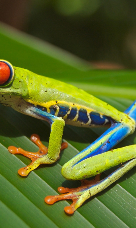 Żaba Litoria, Czerwone oczy