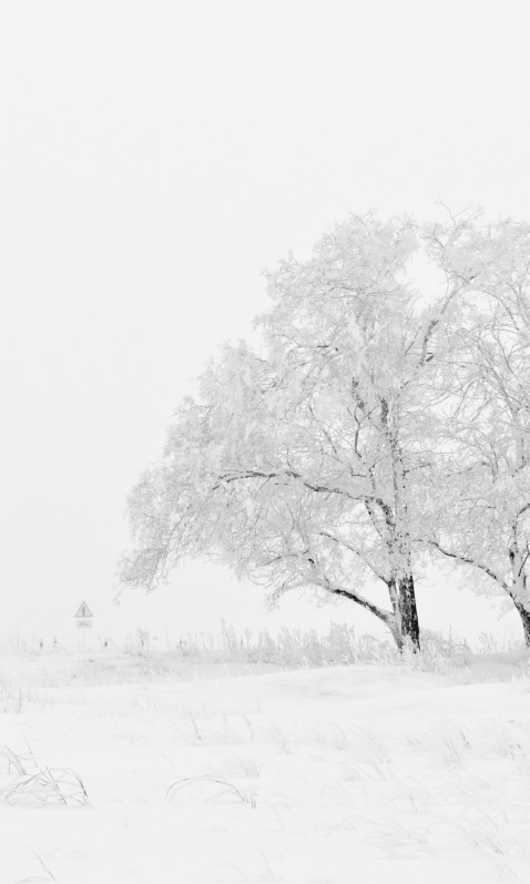 Zima, ośnieżone drzewa i pola
