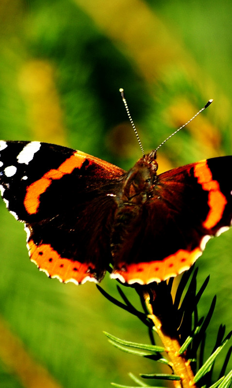 MOTYL