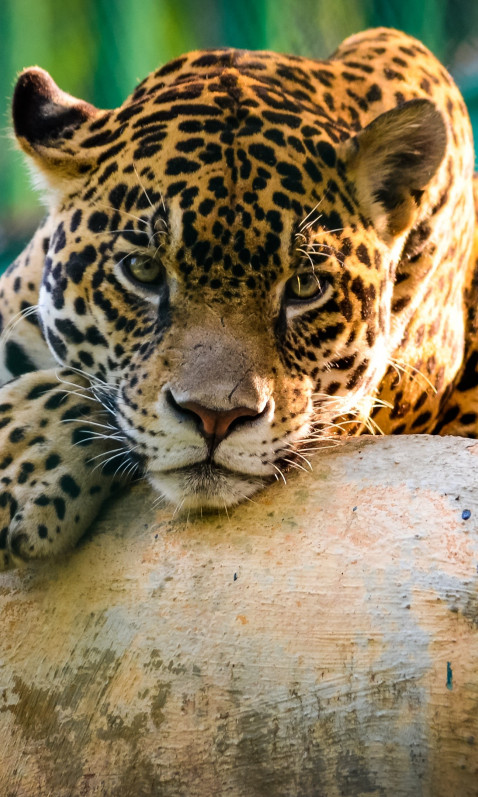 Jaguar (3)