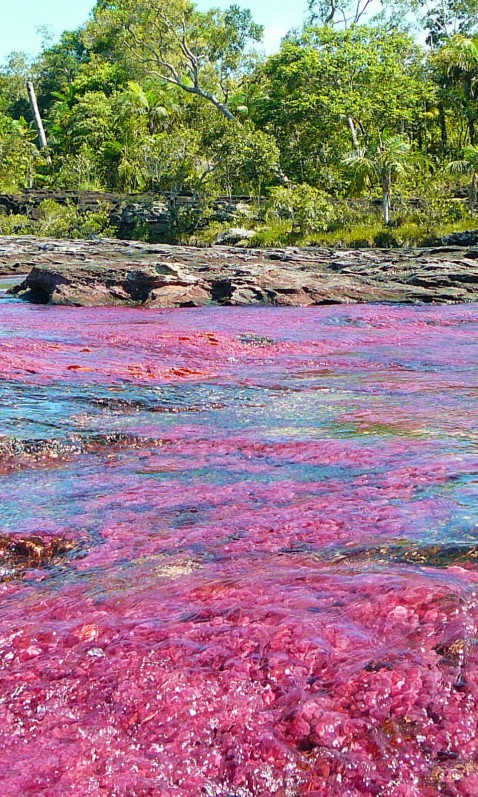 Caño Cristales