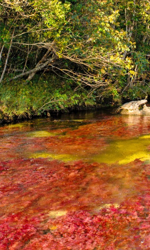 Caño Cristales