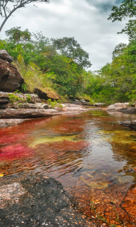 Caño Cristales