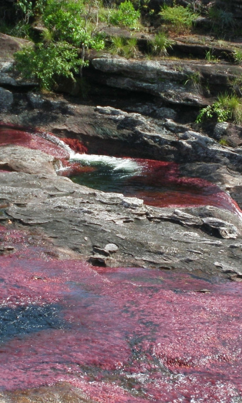 Caño Cristales