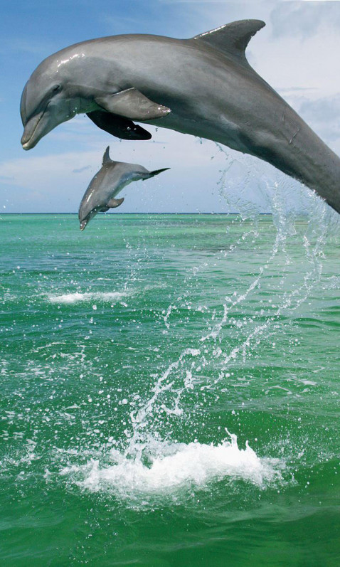tapety delfiny (58).jpg